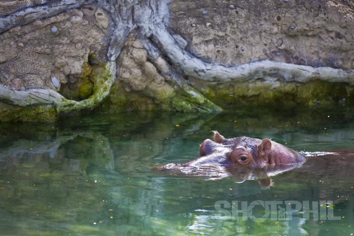 Hippopotamus