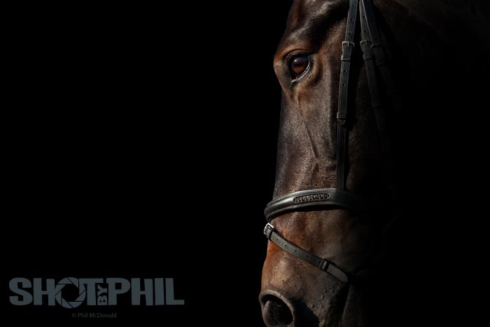 Horse Portrait